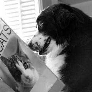 dog reading