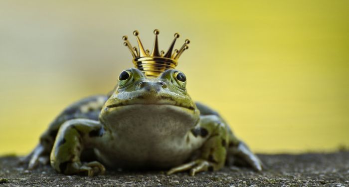 prince-frog