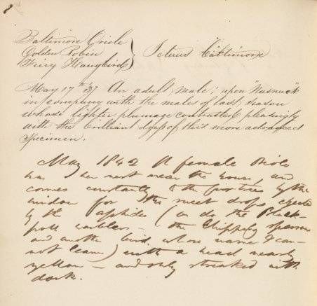 Henry David Thoreau's notes on the Baltimore Oriole