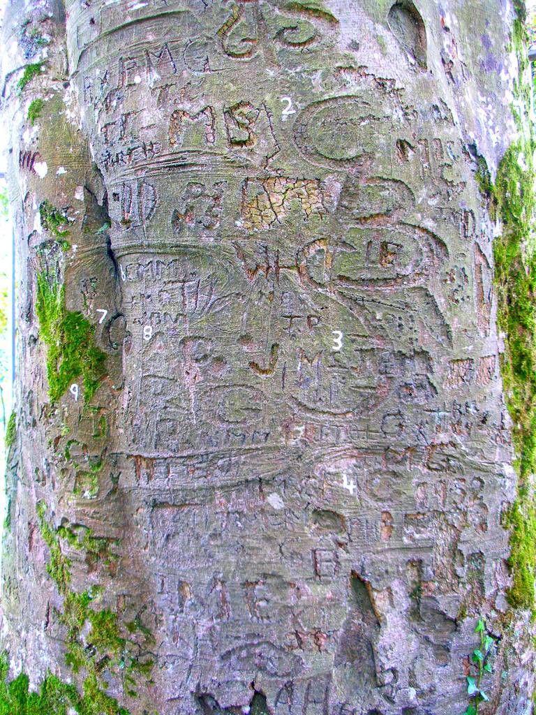 coole park autograph tree