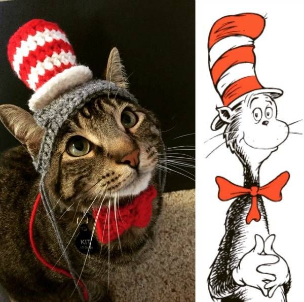 A cat dressed in a pet costume asDr. Seuss's famous Cat in the Cat.