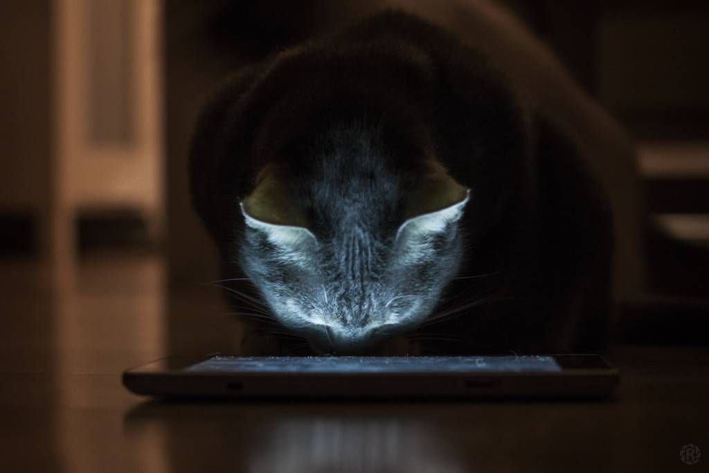 Cat viewing an e-reader