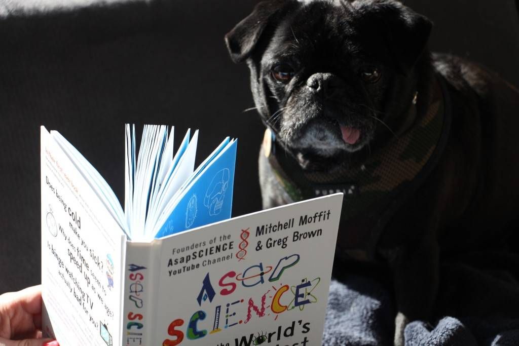 Confused Pug Reading