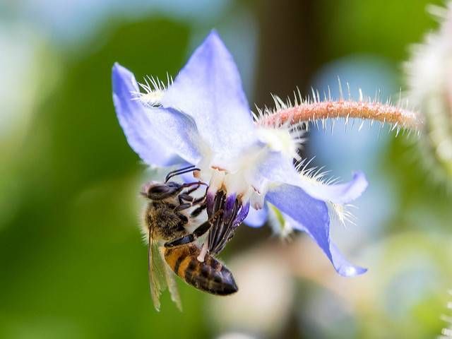 pollination