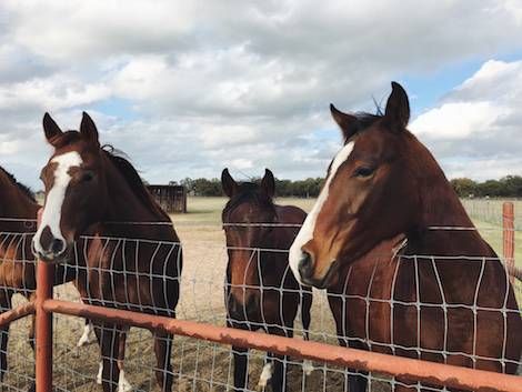 5 Contemporary Horse Books for Your Literary Stables | BookRiot.com #horses #reading #books