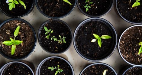 books about gardening