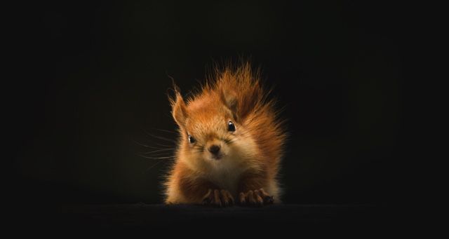 squirrel animals feature 640x340