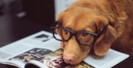 Just a Bunch of Pictures of Dogs and Books. That’s It, That’s the Post.