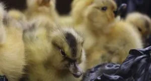 a photo of ducklings