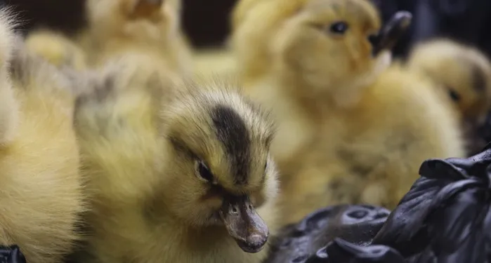 a photo of ducklings