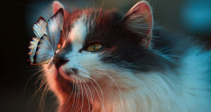 a photo of a cat with a butterfly on its nose