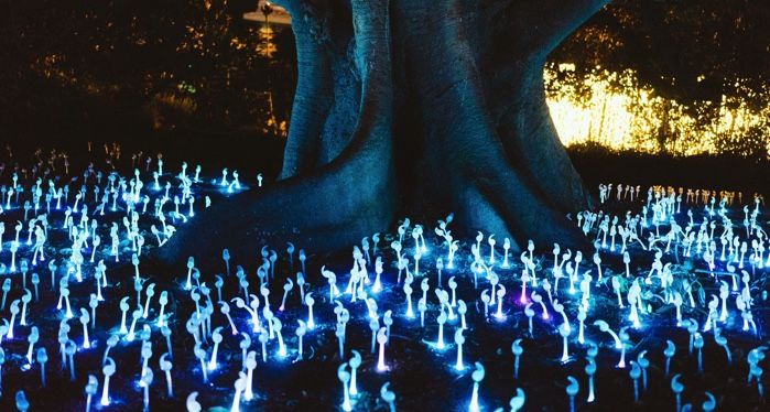 Phosphorescent mushrooms around tree