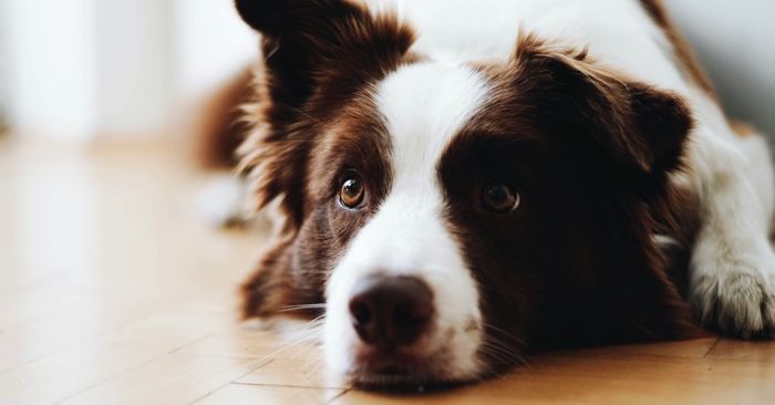 a photo of a fluffy dog