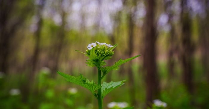 flower growing in wisconsin outdoors