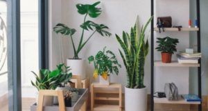 image of an assortment of houseplants near a window https://unsplash.com/photos/EleyBNnodCY