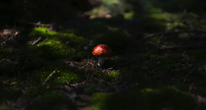 image of red and white mushroom surrounded by moss https://unsplash.com/photos/nTWrdIMKZPM