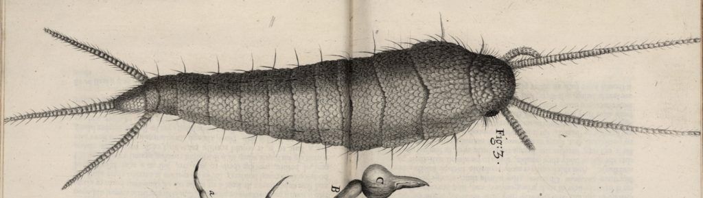 Image of a silverfish or bookworm from Robert Hooke's Microphagia