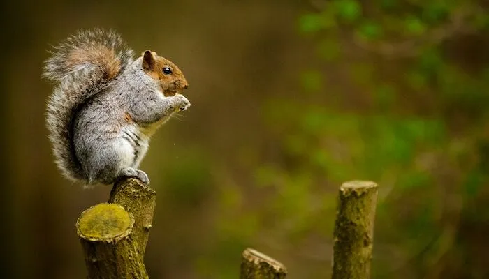 A squirrel eating a snack on a tree stump