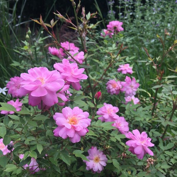 a close-up of the blooms from my Rosa rugosa, which are a bright magenta pink; many of them are in full bloom, but you can see some buds not yet opened.