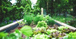 plants in a raised bed in a garden