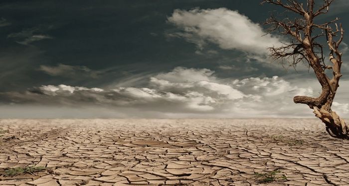 a lone bare and brown tree surrounded by cracked, dry land