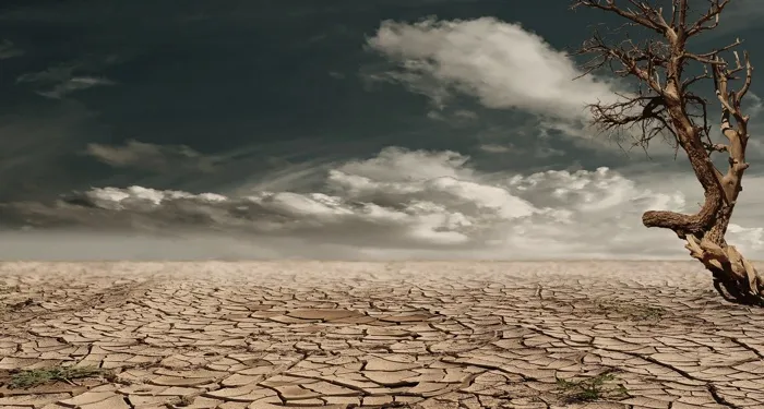 a lone bare and brown tree surrounded by cracked, dry land