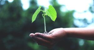 a hand holding a green plant