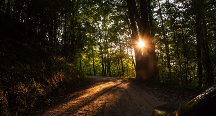 a dirt road in the North Georgia woods at sunset