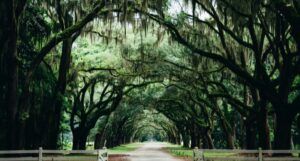 a pathway lined by arching live oak trees