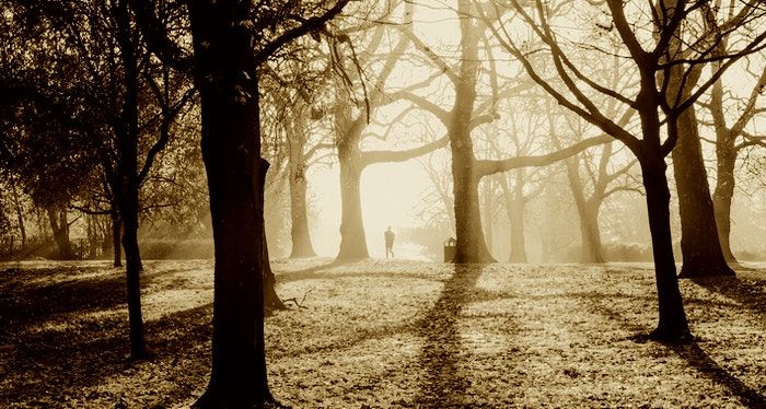 image of spooky trees