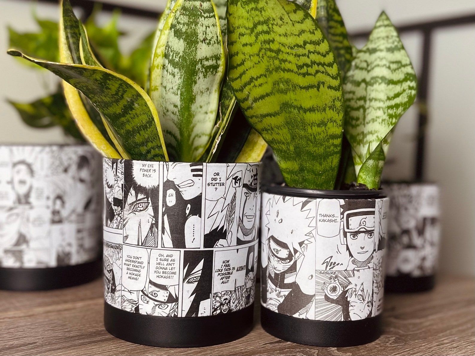 photo of manga planters