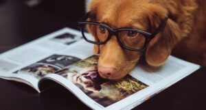 dog with head resting on a book with glasses