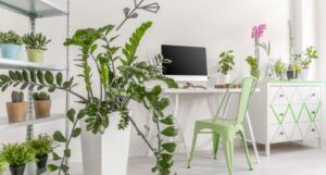 image of a houseplant collection inside a wite room