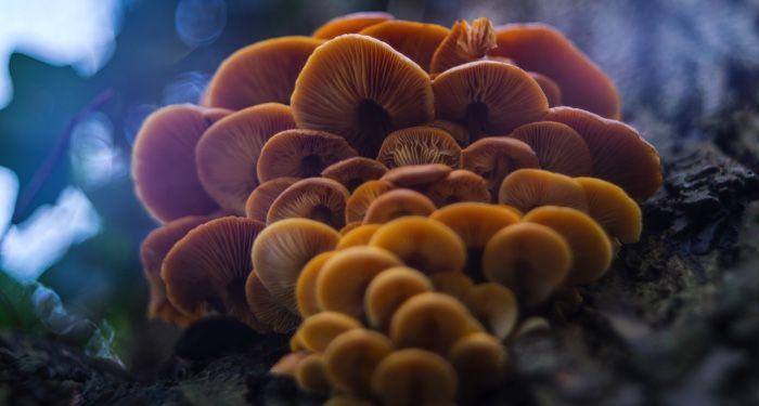 a growth or orange and yellow colored mushrooms on a tree as seen from below