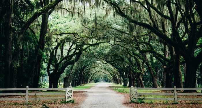 a photo of a tree archway in a park