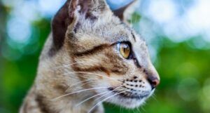 closeup of a cats face