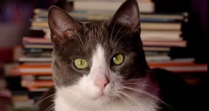Otis the bookstore cat with books In the background