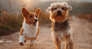 two dugs running through a field of dirt