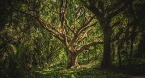 a large green leafed tree in the middle of a forest