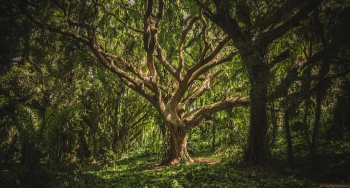 a large green leafed tree in the middle of a forest
