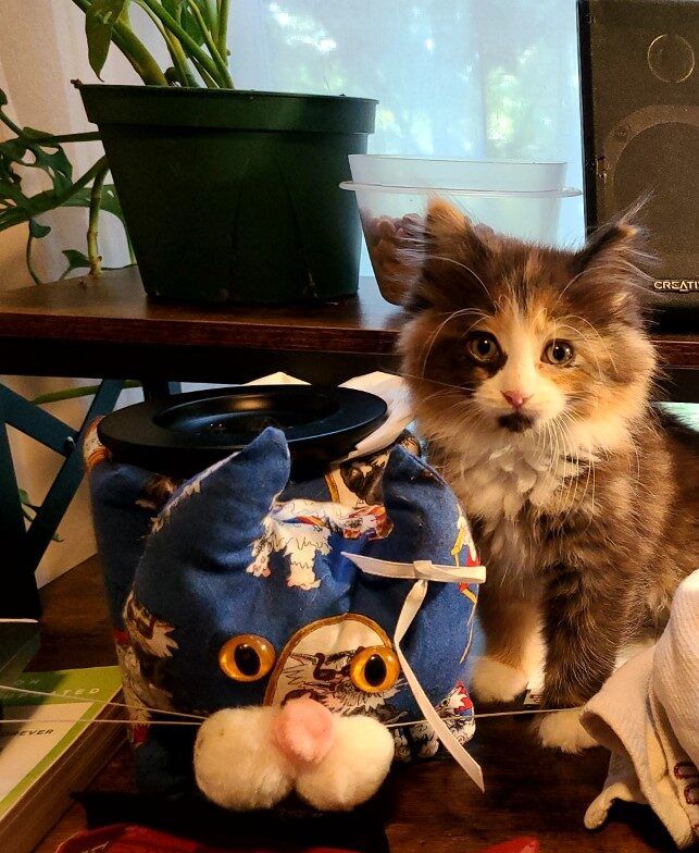 Calico cat next to a cat-shaped tissue box cover