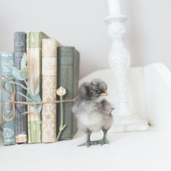 a fluffy grey and white baby bird standing next to a set of green, blue, and beige books bound with twine
