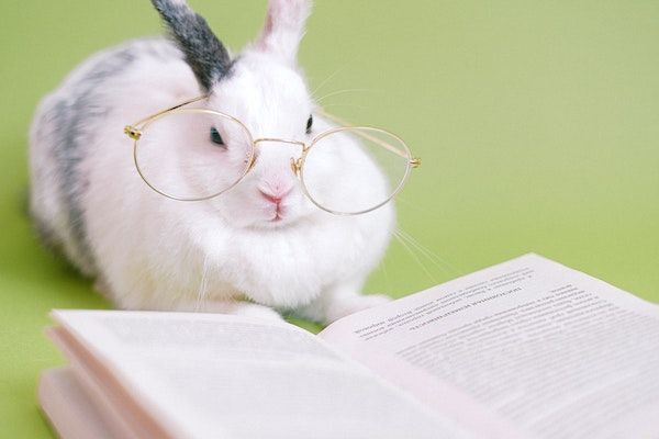 a white and grey bunny rabbit wearing round gold-rimmed glasses. there is an open book in front of the rabbit