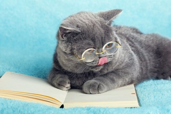 a grey cat with its paws in an open book. the cat is wearing round gold-rimmed glasses and it's tongue is sticking out 