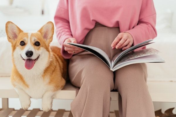 a brown and white corgi with its tongue hanging out. It is seated next to a person in a pink blouse and tan trousers seen from the waist down who is holding an open book in their lap