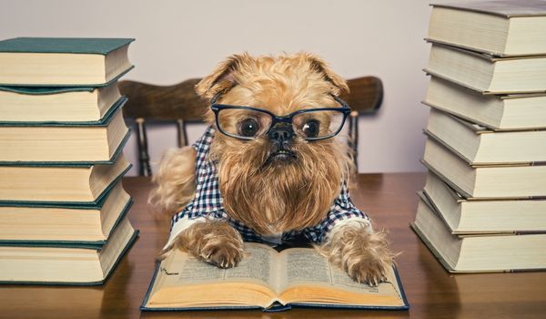 a brown dog wearing a crumpled black and white plaid shirt and black glasses. The dog's paws are resting on an open book and there are piles of books to the right and left of the dog