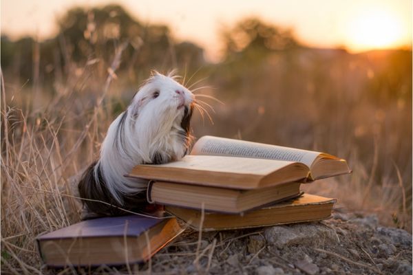 guinea pig perched on a pile of books in a field of dry grass