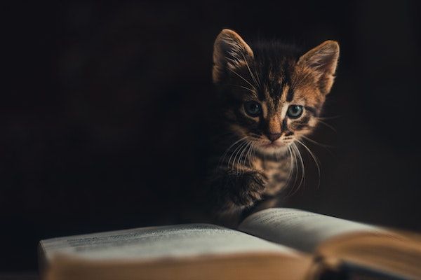 small black and brown kitten standing over an open book in dark lighting