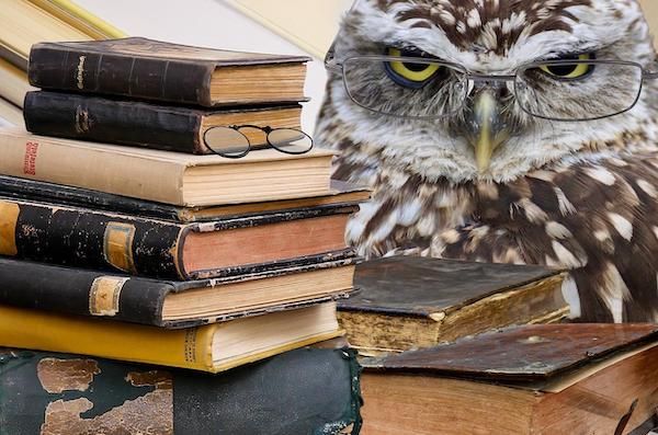owl scowling from behind a large stack of old books