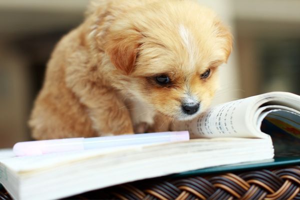 very small puppy reading a book close up